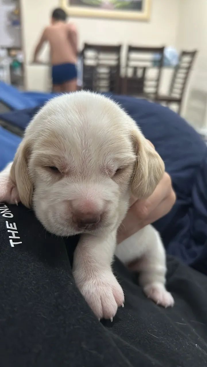 Filhotes Beagle  - Foto 3