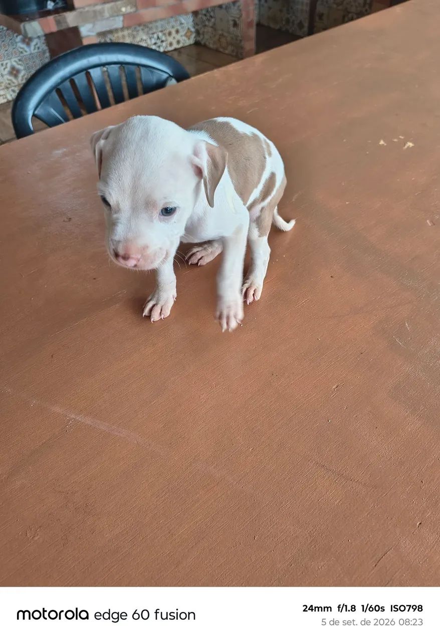 Pitbull - Foto 2