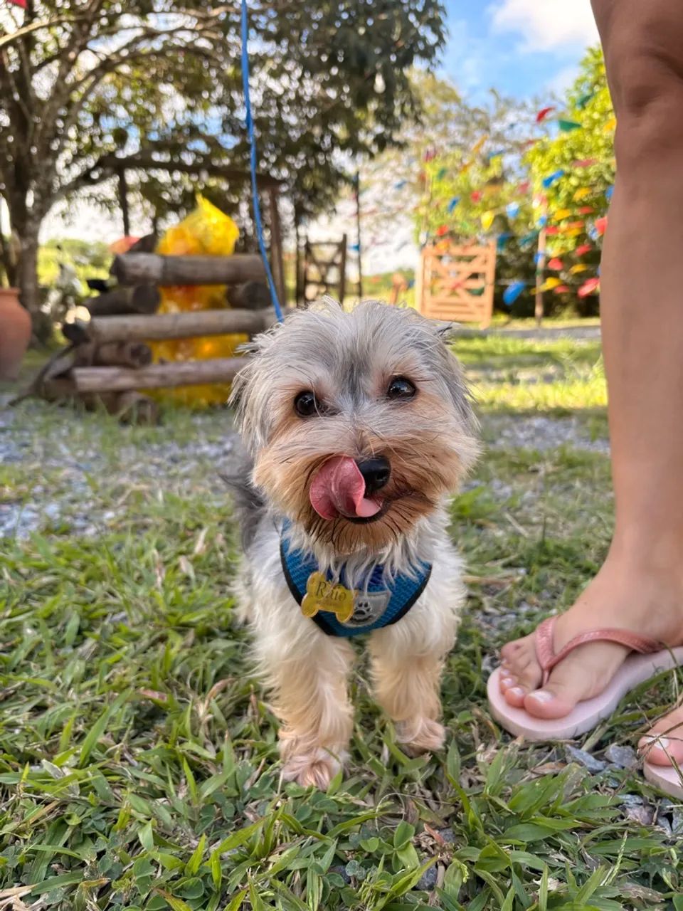 Cachorro - Foto 3