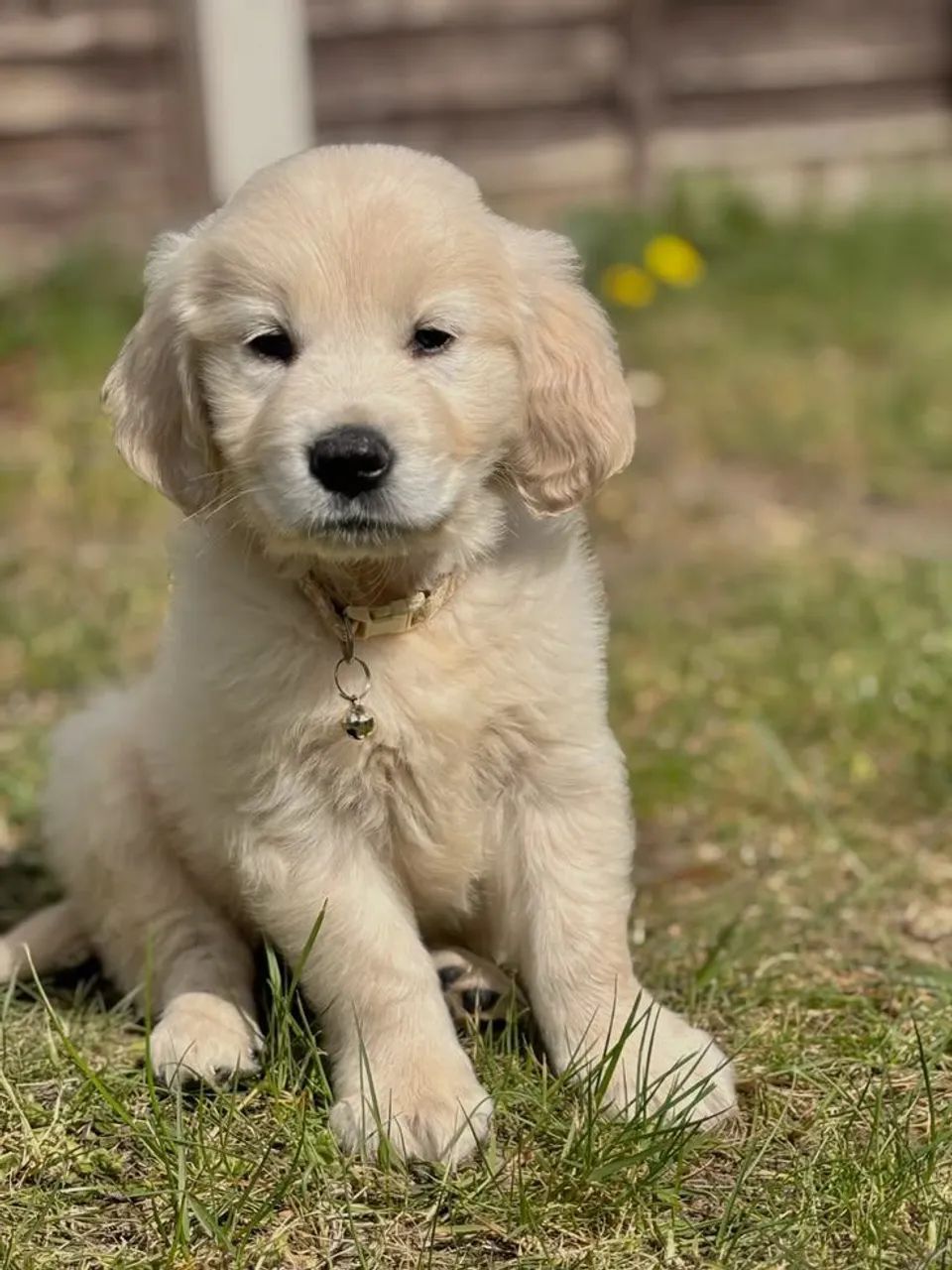Golden 