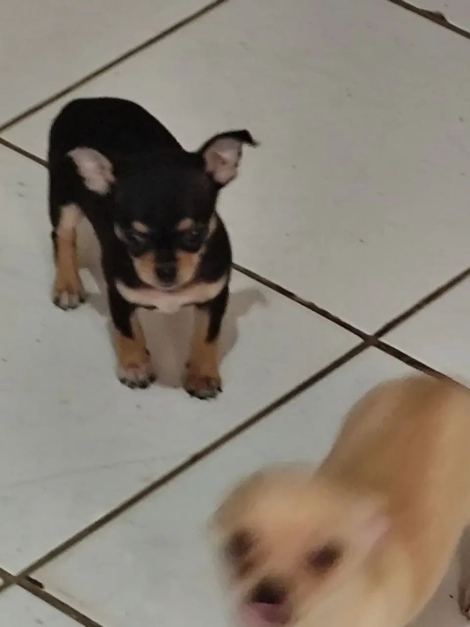 Animais de estimação  - Foto 5