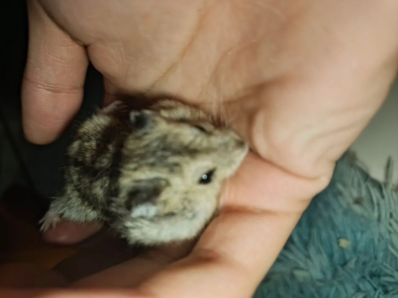 Vendo Hamster anão russo - Foto 2