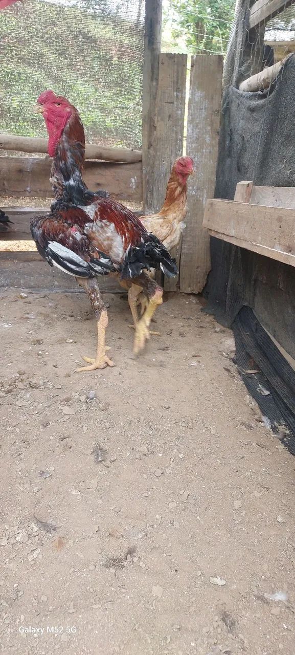 Indio gigante e polaco gigante  disponível baia completa  - Foto 3