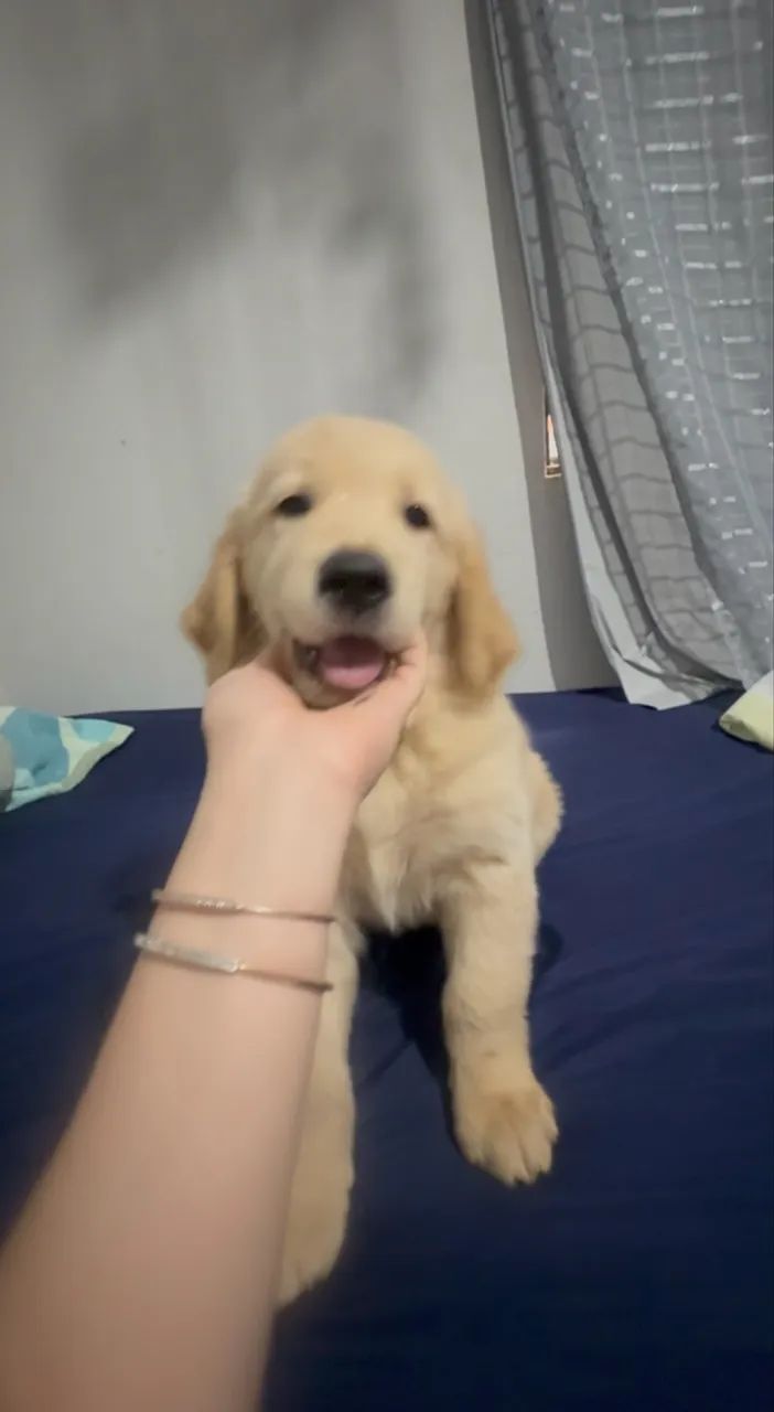 Golden retriever 