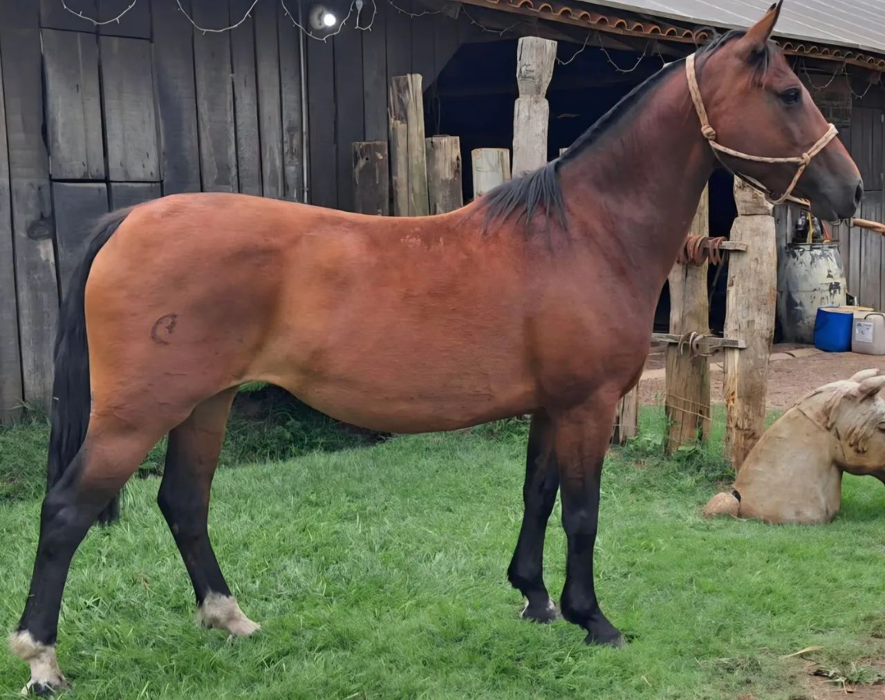 Duas eguas somente amanunciadas para pegar e domar lindas 