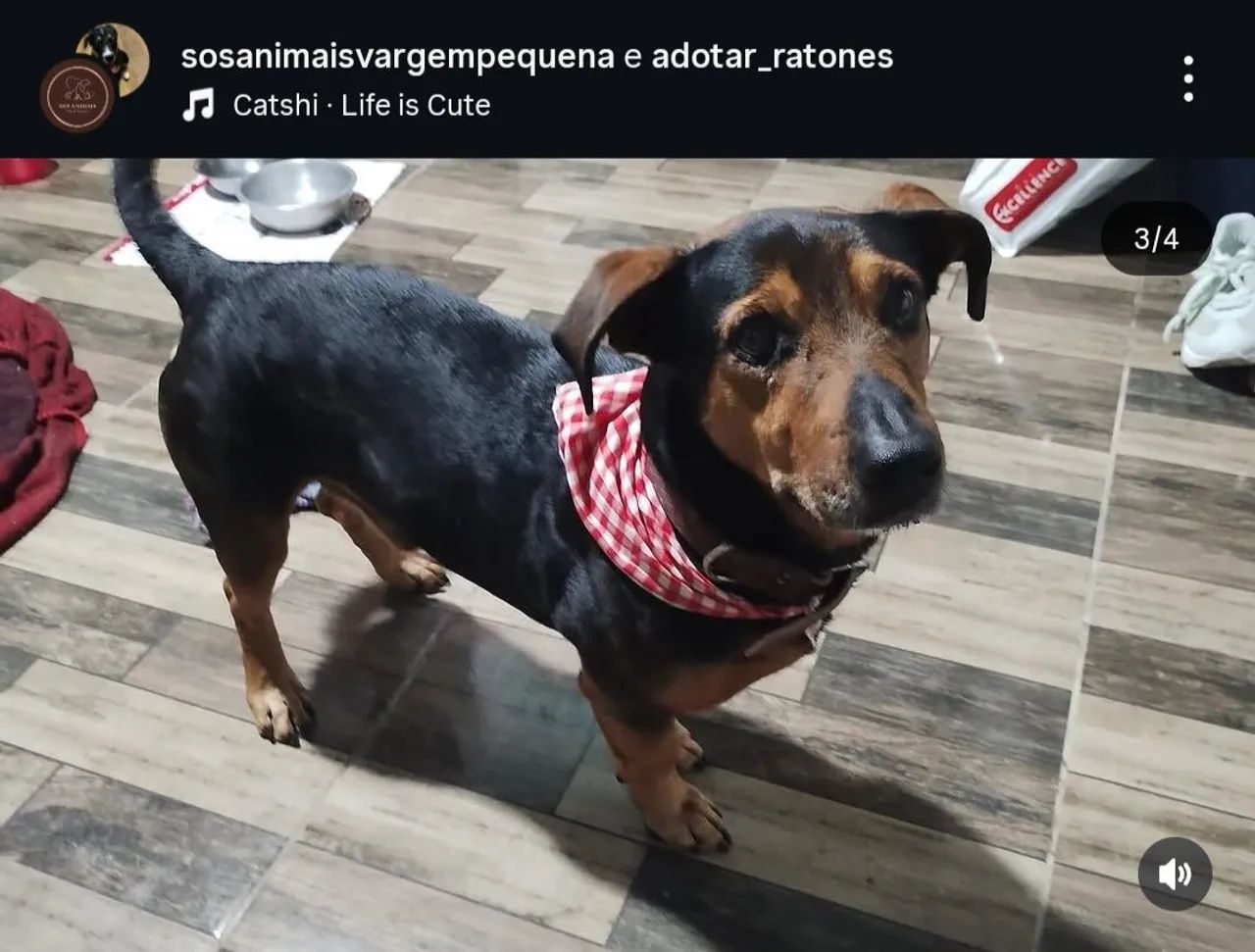 Adote um amigo Florianópolis  - Foto 2