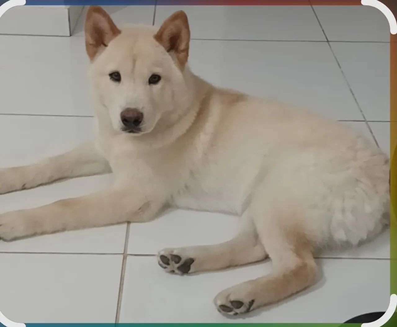 Vende-se Shiba  - Foto 3