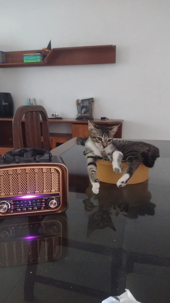 Gatinho fofinho para adoção  - Foto 2
