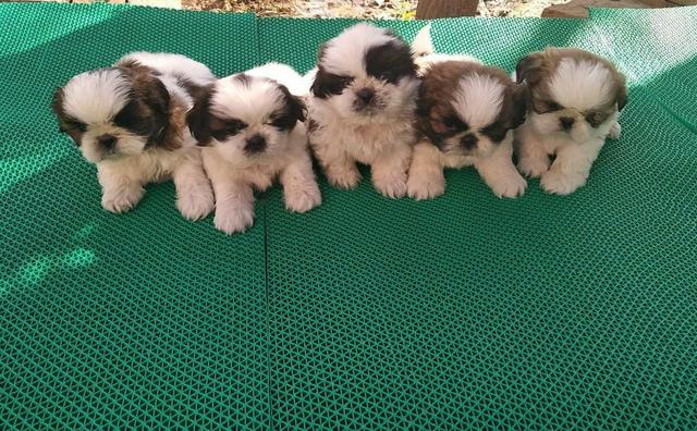 Shih tzu canil ps