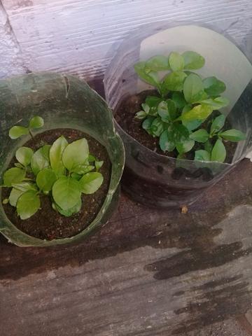Mudas de tangerina