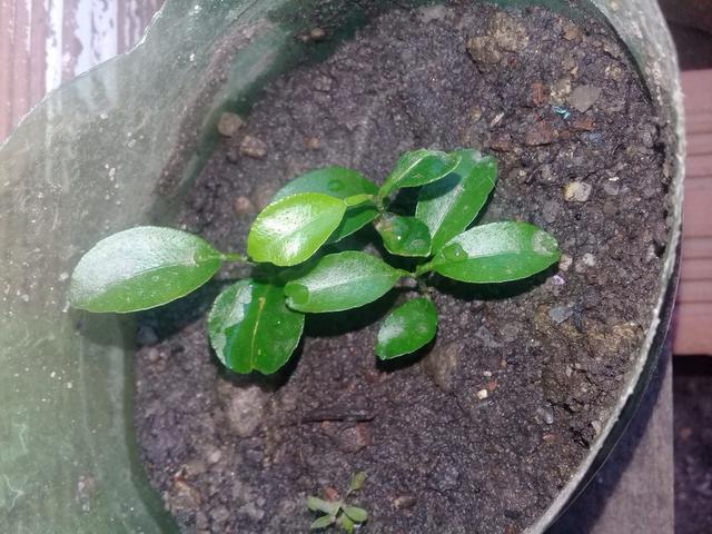 Mudas de tangerina - Foto 5