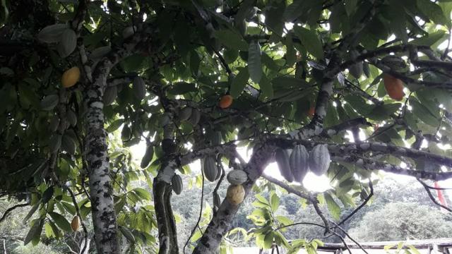 Fazenda de Cacau -Ilheus Ba - Foto 5