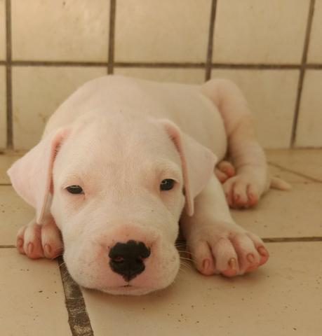 Dogo Argentino - Foto 3