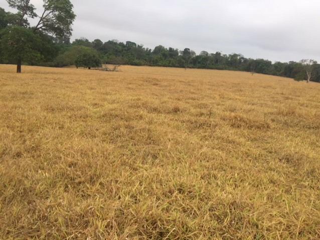 Fazenda 20 - Foto 19