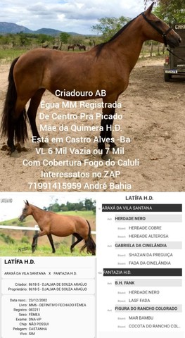 Oportunidade Cavalos e Éguas MM Registrados