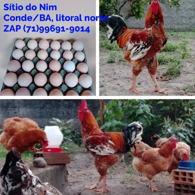 Compre 1 dúzia e Receba 18 Ovos. R$300,00. Galinha Sertaneja Balão - Foto 5