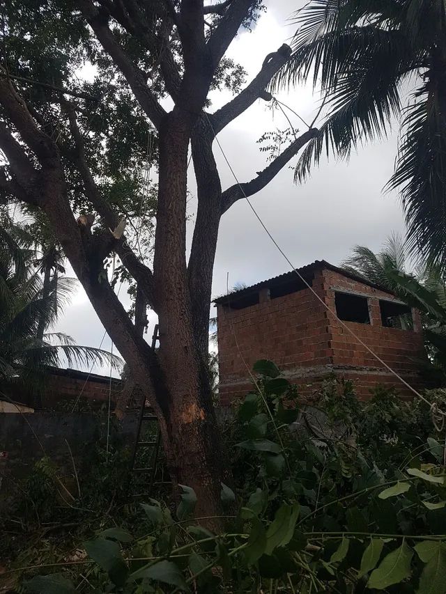 Poda de árvores * - Foto 3