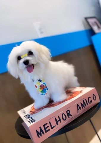 Lindos Filhotes Micro Maltês Disponíveis  - Foto 4