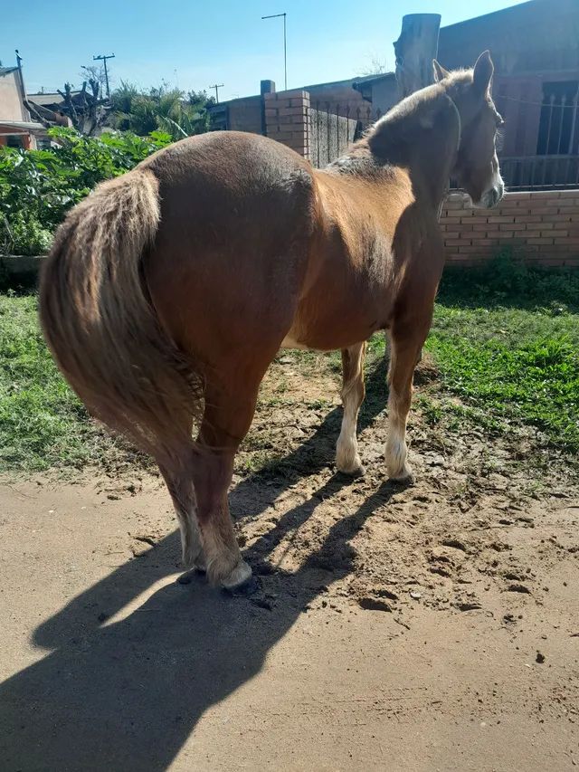 Cavalo - Foto 4