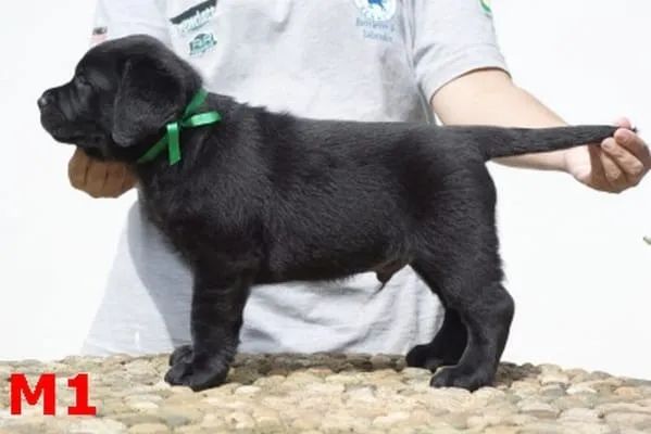 Labrador  - Foto 3