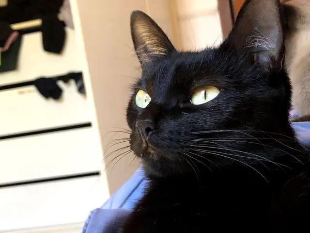 Gata castrada 