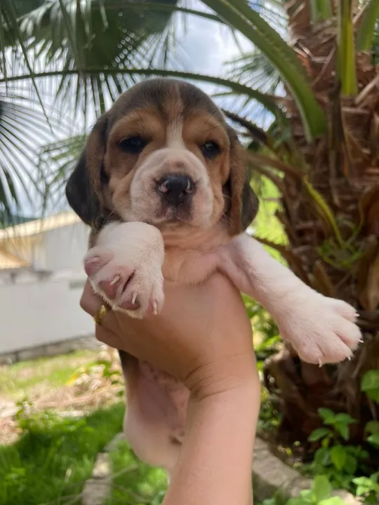 Beagle