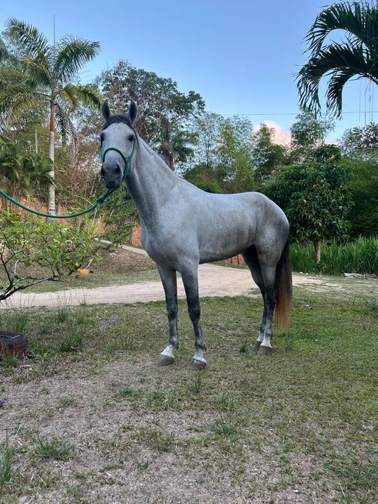 Cavalo MM de picada - Foto 4