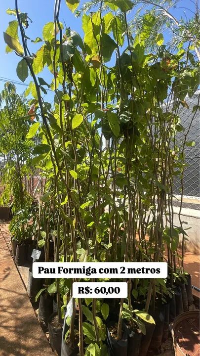 Mudas de Pau Formiga com 2 metros 