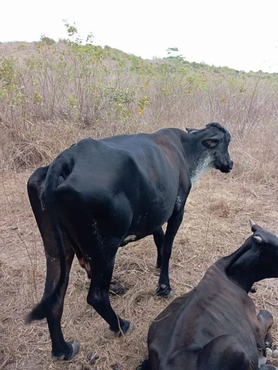 Novilhas, Vacas, Boi e bezerros - Foto 6