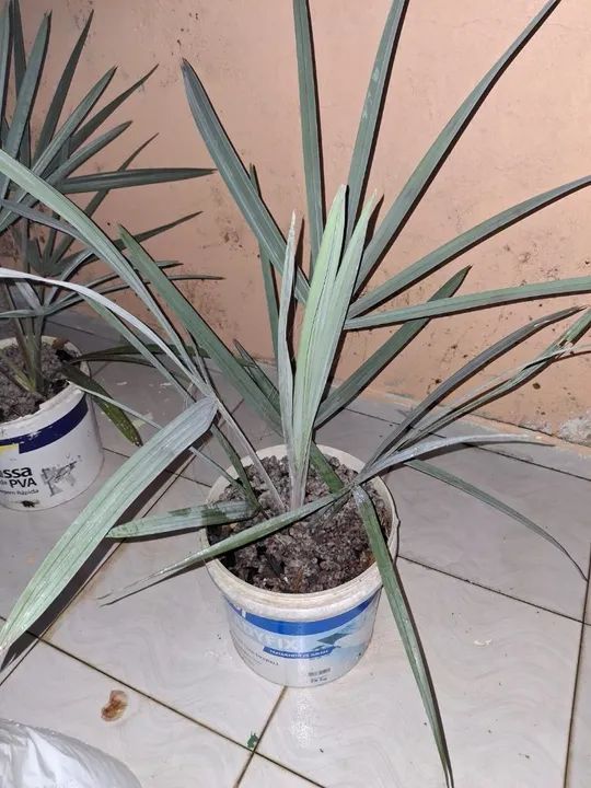 PALMEIRA AZUL MUDAS - Foto 4