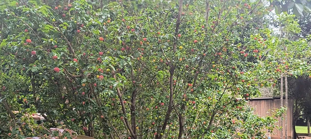 Sítio na ponte alta Sul ao lado do clube caiçara. - Foto 8