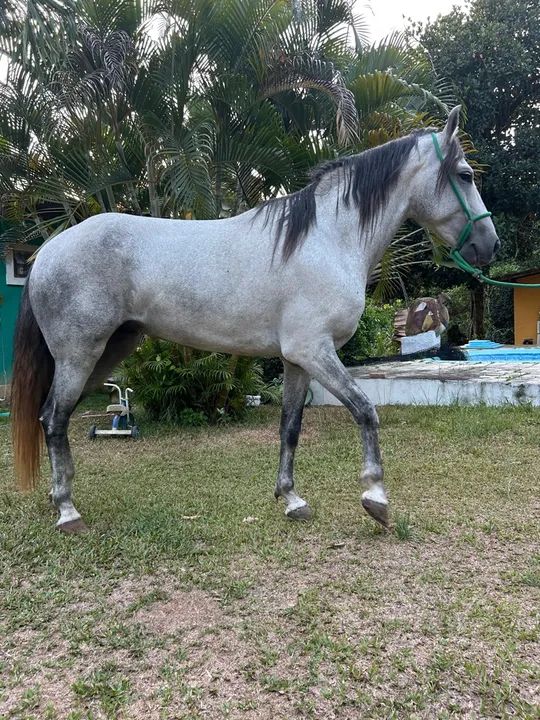 Cavalo MM de picada - Foto 3