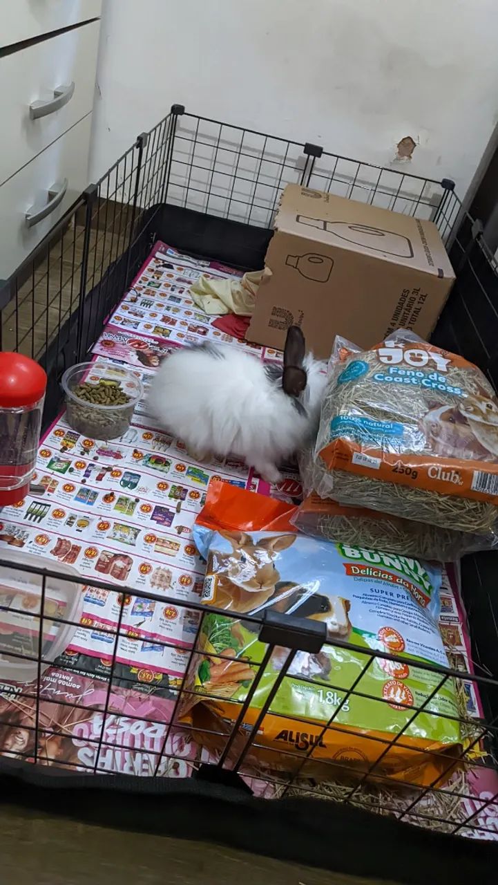 Vendo coelho Netherland + Assessórios  completo - Foto 4
