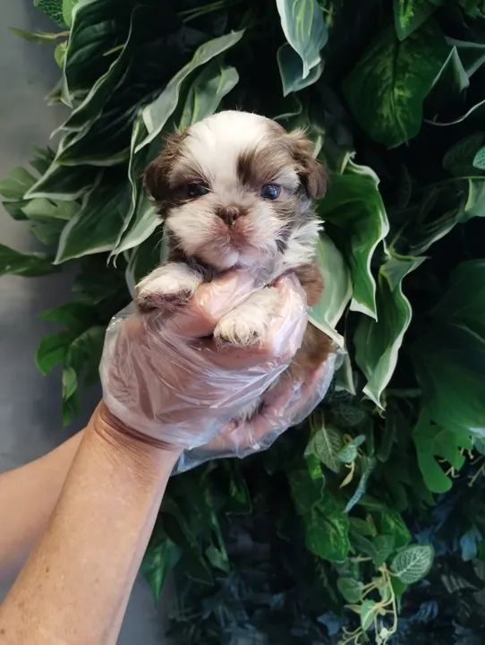 SHIh Tzu - Cães c/ garantia e ampla assistência  - Foto 2