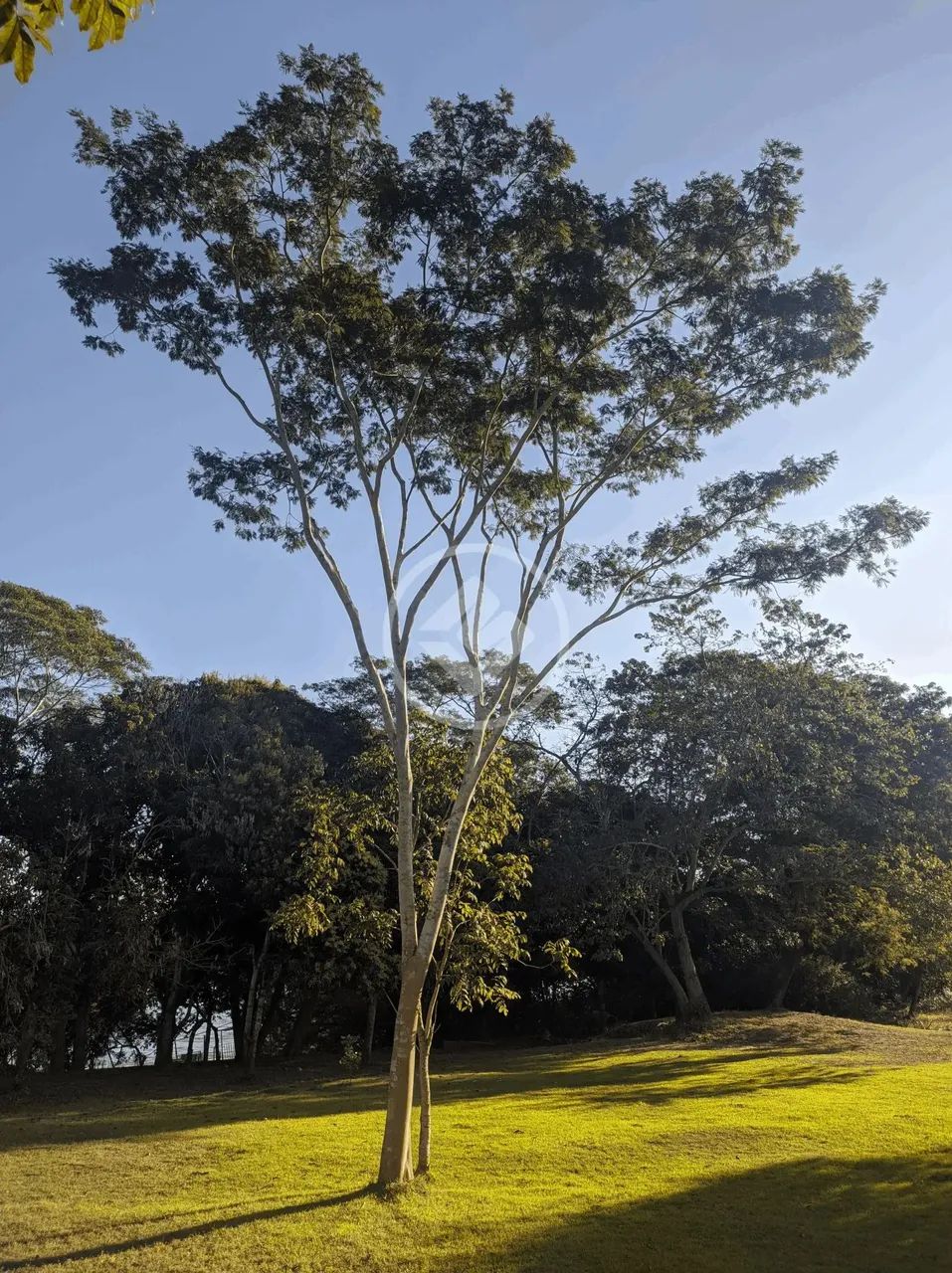 Linda chácara com 3 hectares a 10 minutos da Ambev a 207 metros de distância do Rio Cuiabá - Foto 4