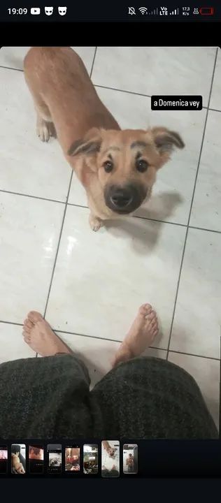 Cachorro caramelo filhote adoção