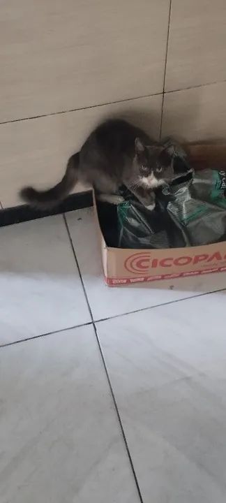 Doando gato 2 anos 