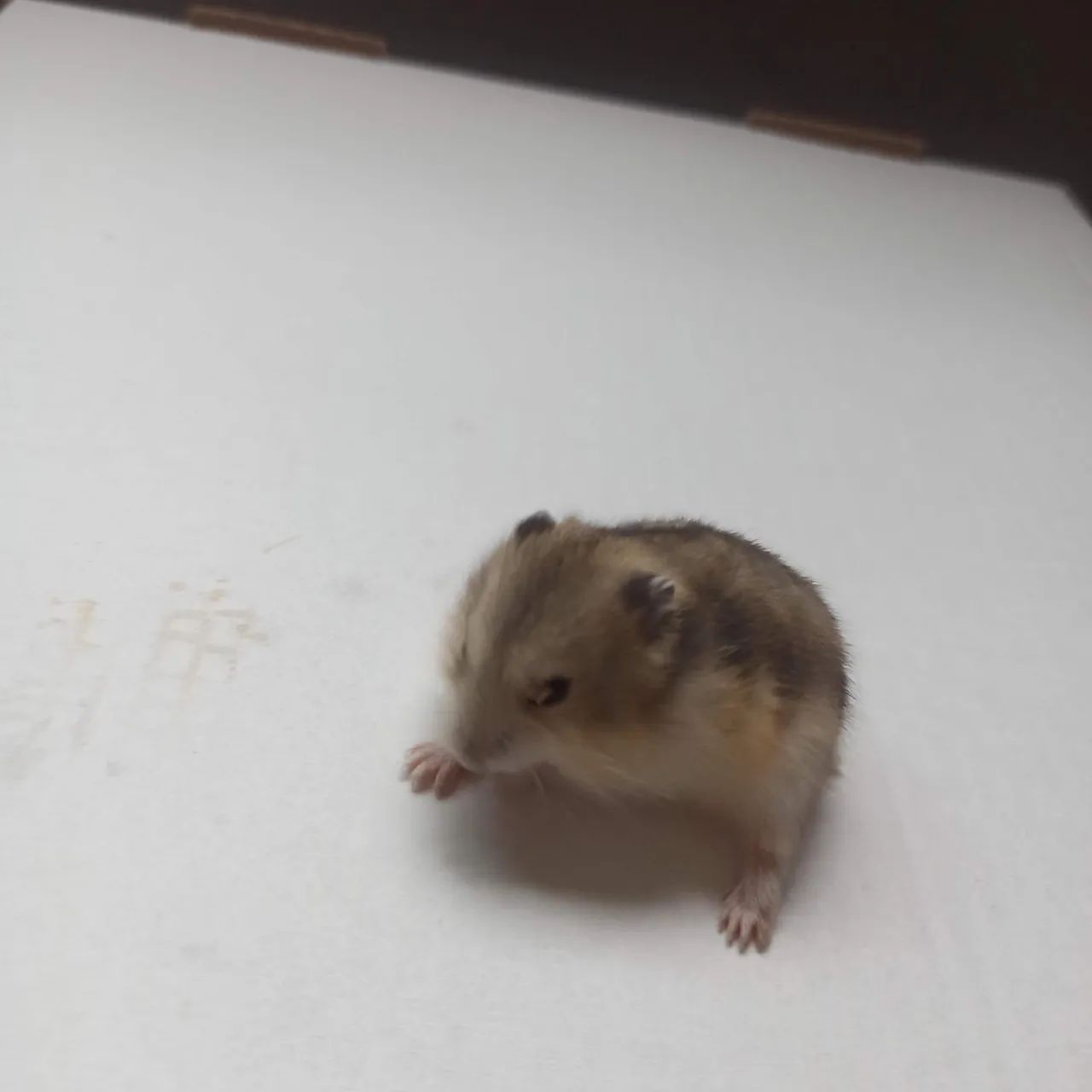 Hamster Anão Russo  - Foto 2