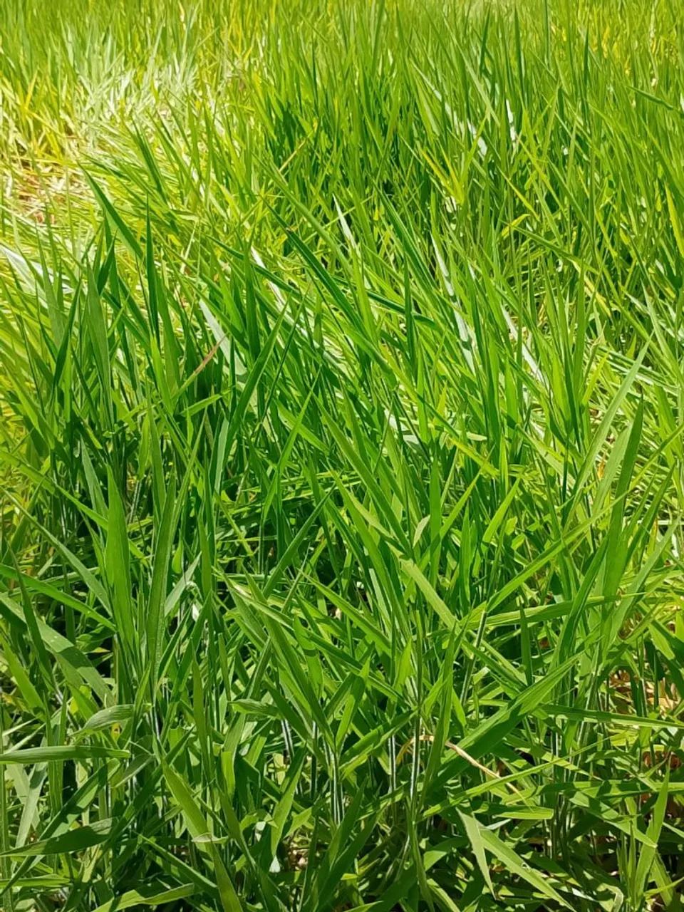 Pasto para alugar  - Foto 5