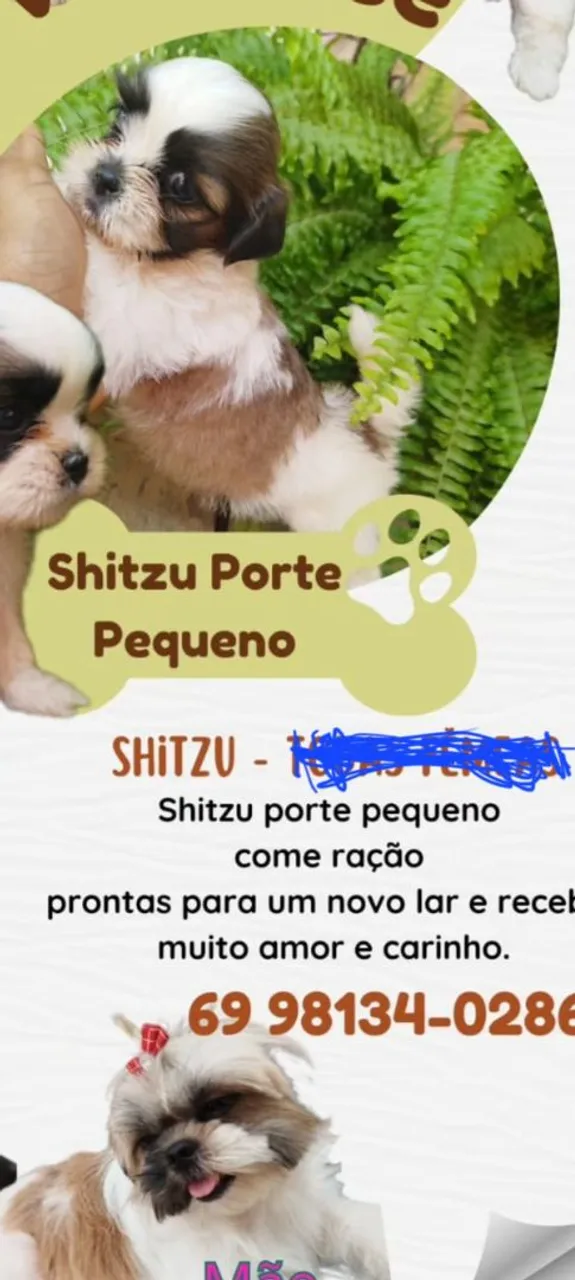 Filhotes Shih Tzu porte pequeno