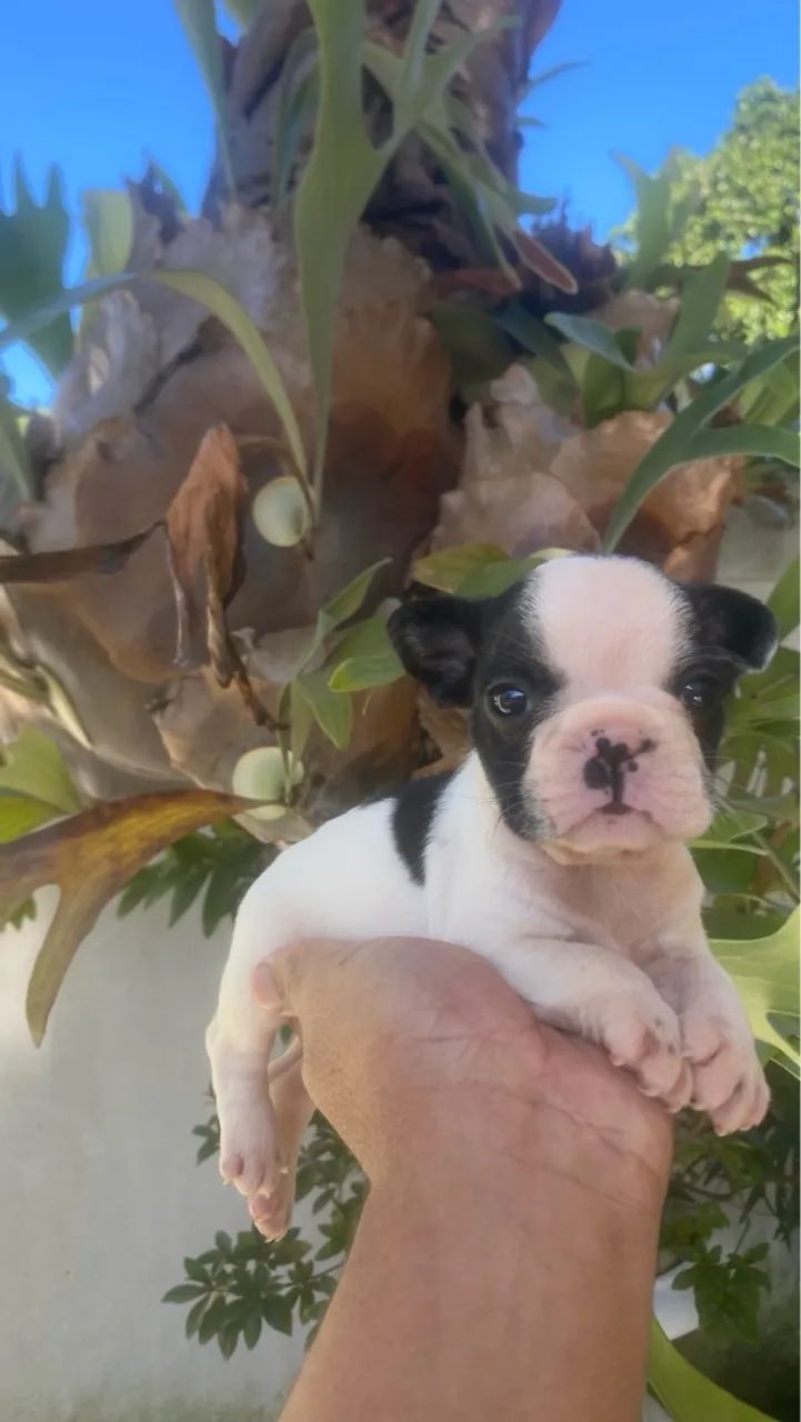 Buldogue francês tigrado ou faw