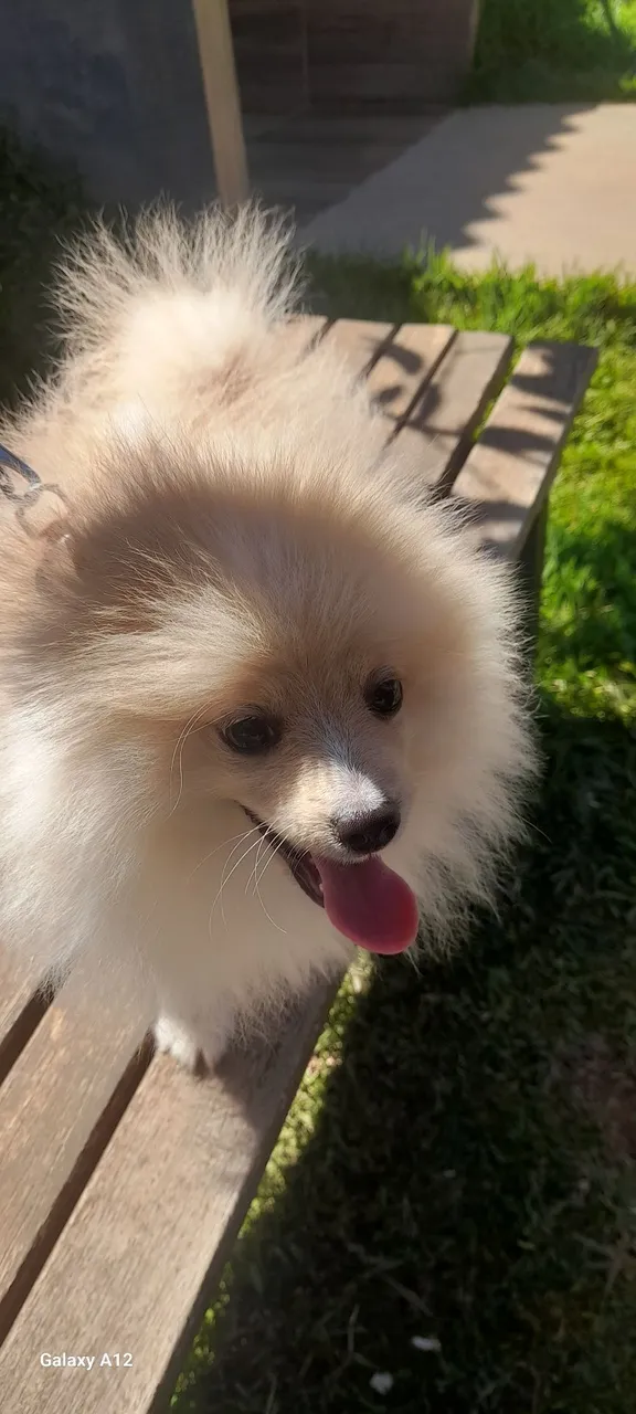 Lindo Spitz Alemão macho