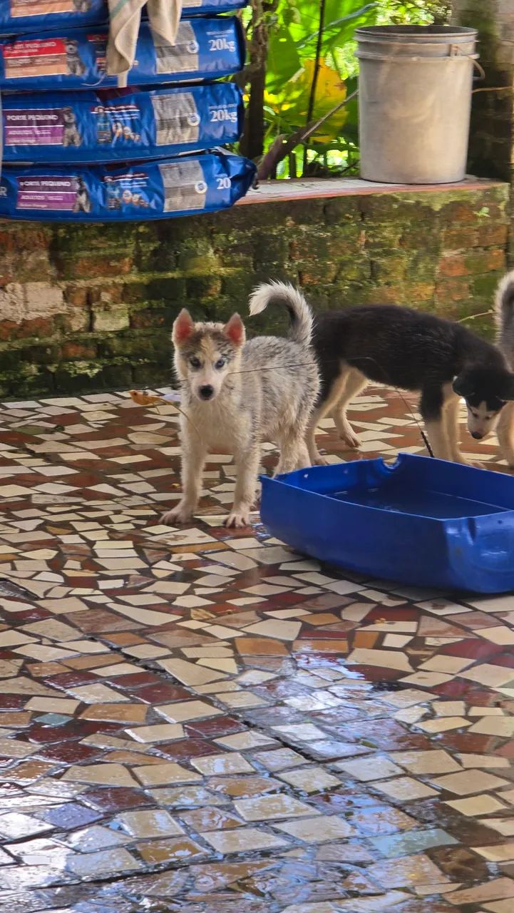 Filhotes de Husky Siberiano fêmeas  - Foto 2