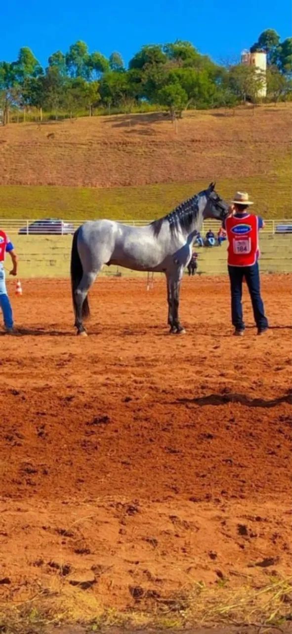 Mangalarga Marchador - Foto 2