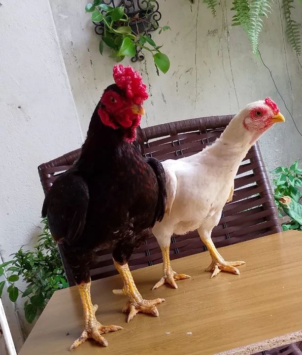 Vendo casal de Aseel Rajah Murgh Puros 