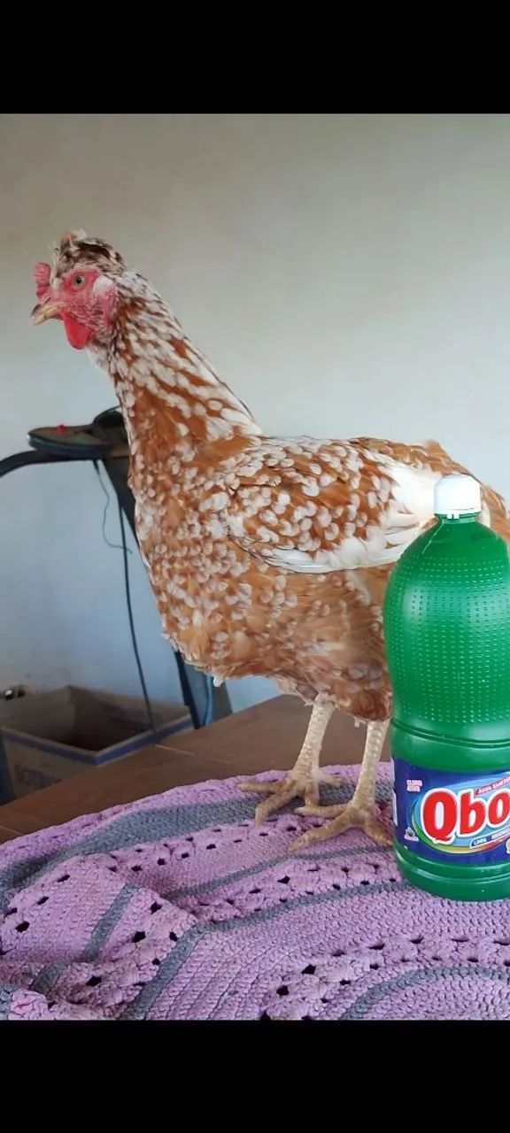 Galinha sertaneja balão  - Foto 6