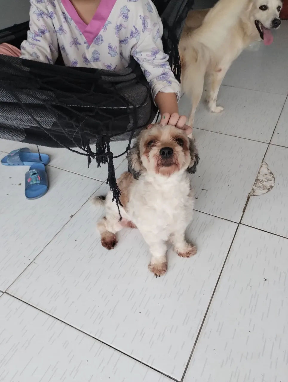 Shih Tzu adorável para adoção