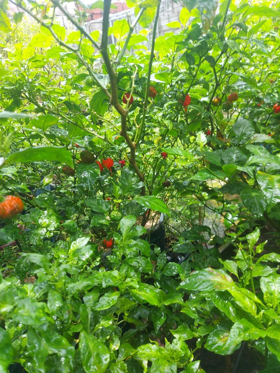 Molhos e Pimentas vulcânicas. Pimentas In natura e desidratadas. - Foto 5