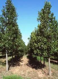 Guanandis (Calophyllum brasiliense) p/ Transplantio. Árvores com cerca de 4 a 5 metros.