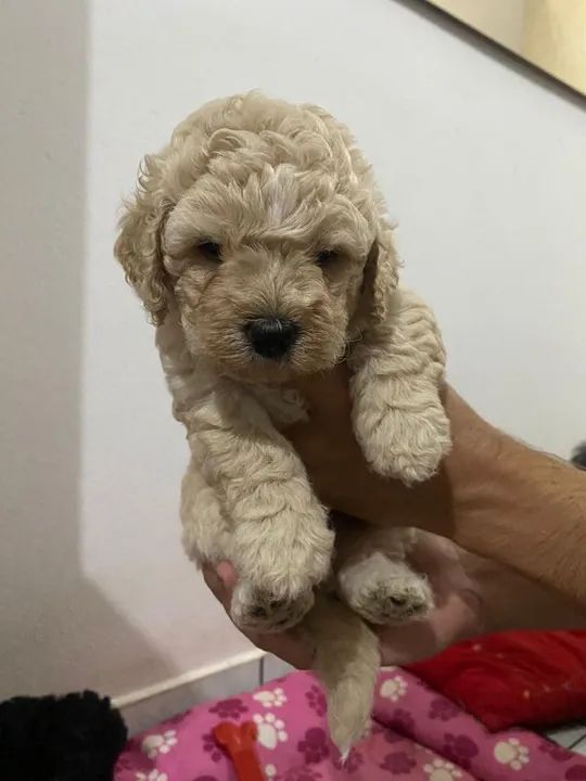 Poodle toy Chamar whats * - Foto 2